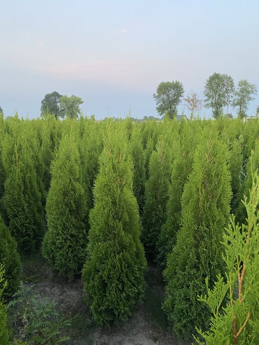 Tuja Szmaragd 140-150cm DOSTAWA ‼️ SADZENIE ‼️ PRODUCENT