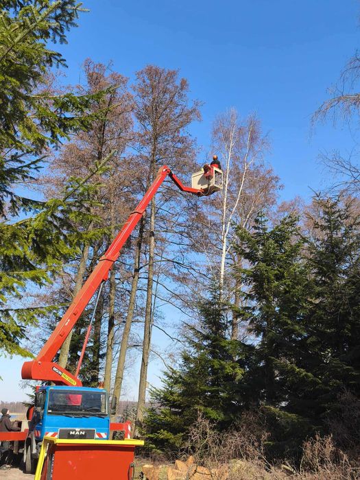 Wycinka drzew Łomża I Wycinka z podnośnika i alpinistycznie