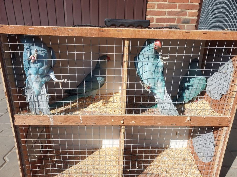 Sprzedam Aleksandretty Obrożne