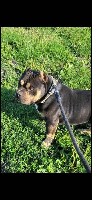 American bully piesek