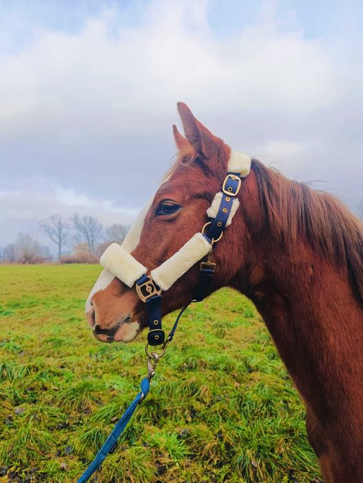Pięknie malowany ogierek