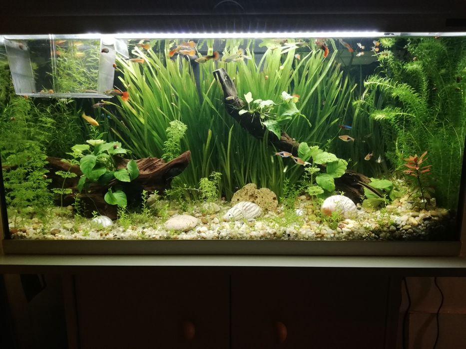 Substrato de pedras 10kg.