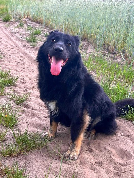 PIORUN w schronisku w lututowie