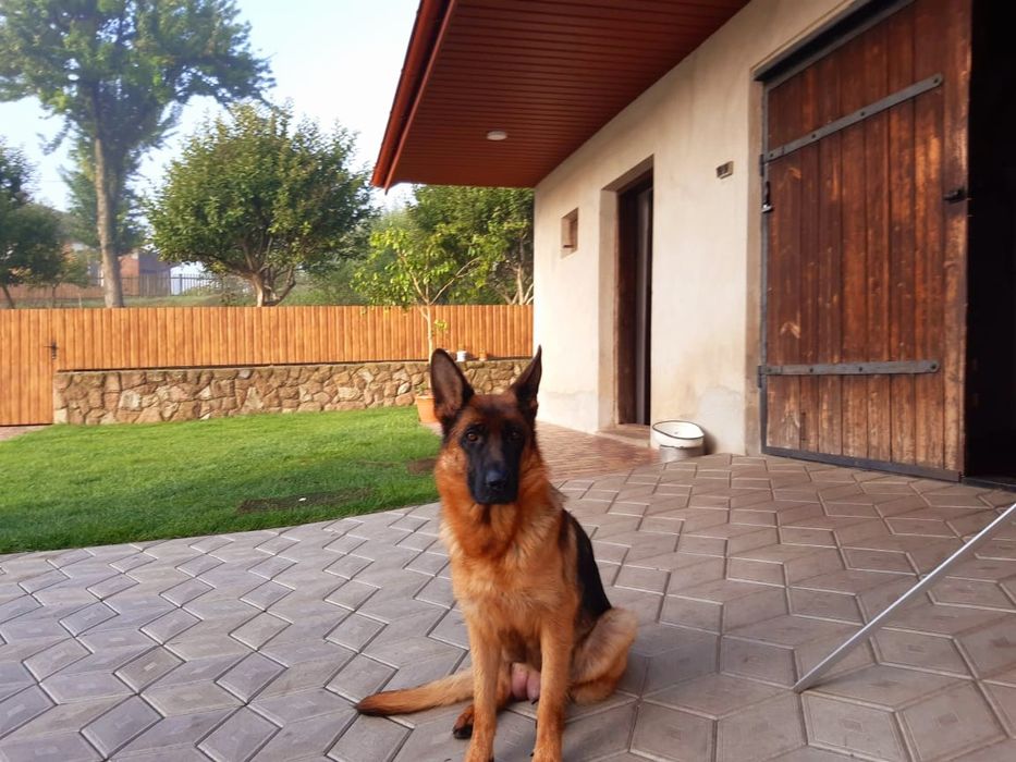 Німецька вівчарка.