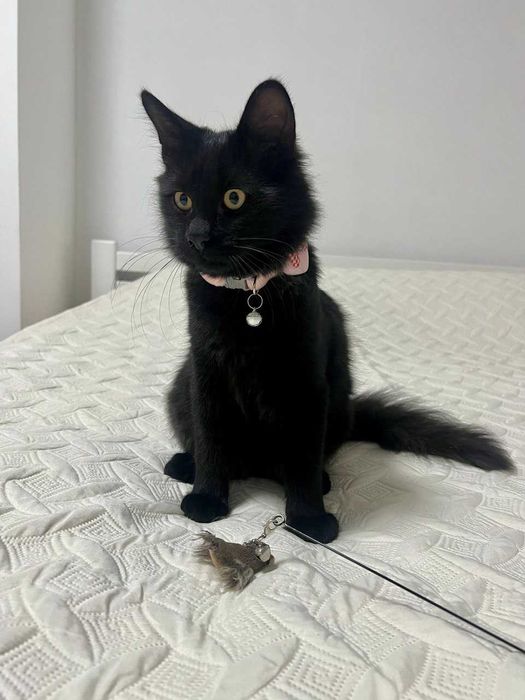 Котенок 8 месяцев (стерил) мальчик