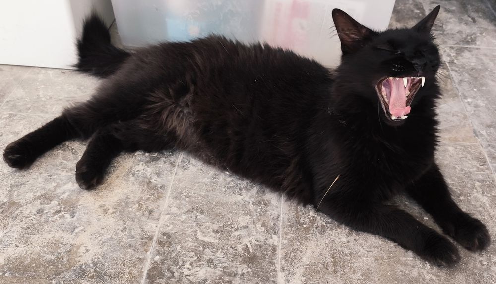 Gatinhos lindos  para adopção.