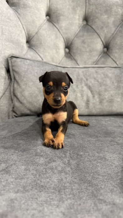 Pinscher miniatura
