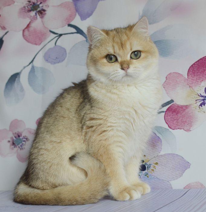 Британська  золота шиншила Тася