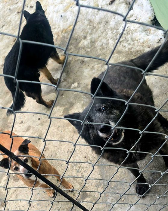 Cezary, starszy pies szuka domy na jesień życia.  Adopcja, schronisko