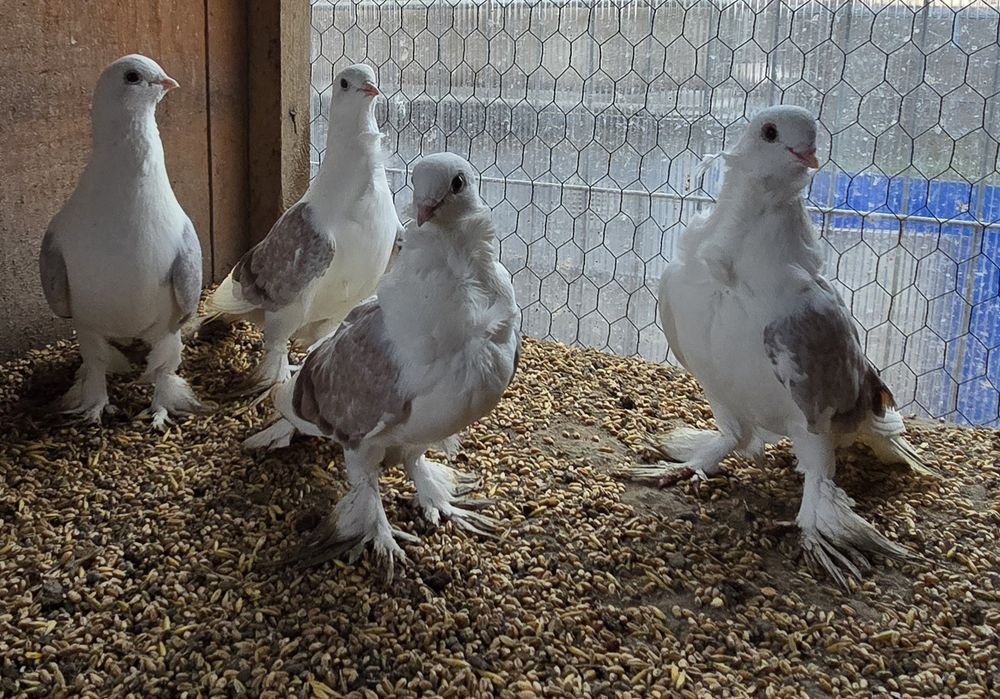 Sprzedam gołębie ozdobne