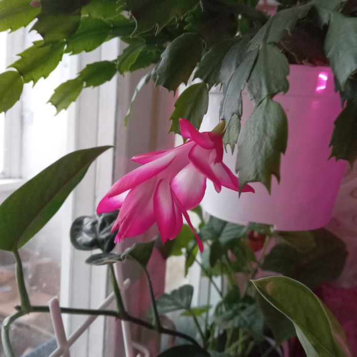 пеперомія/філодендрон/шлюмбергера