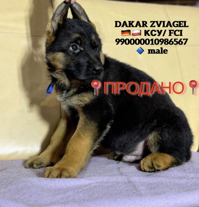 Німецька вівчарка .