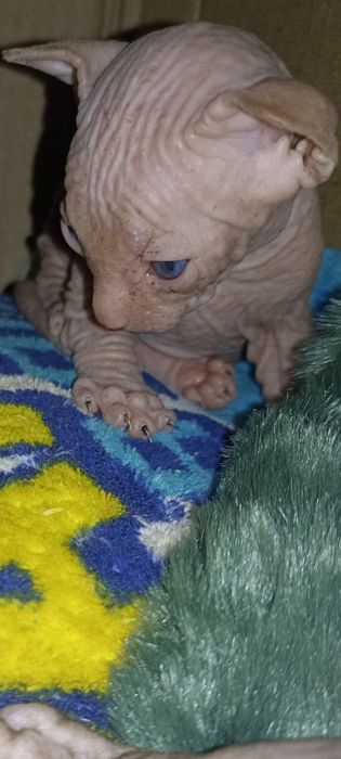 Котята Канадский сфинкс