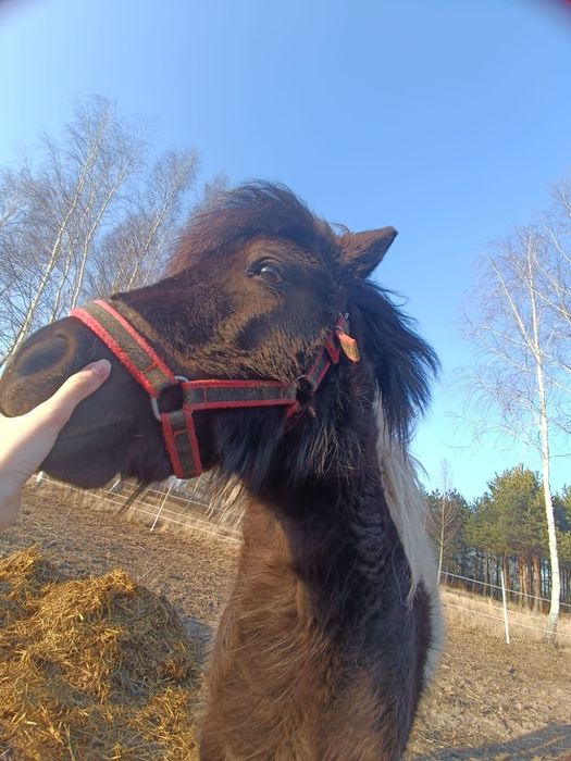 Klacz,kucyki szetlandzkie