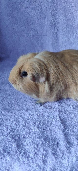 Морська свинка, селф крем,самка