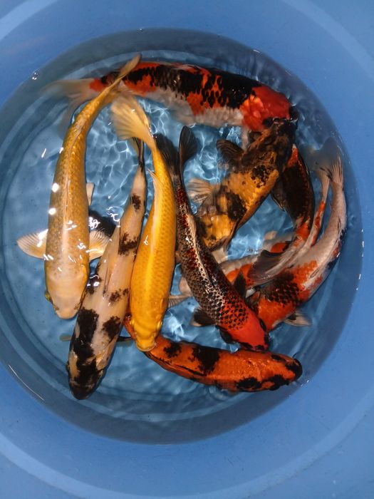 Carpas koi selecção premium