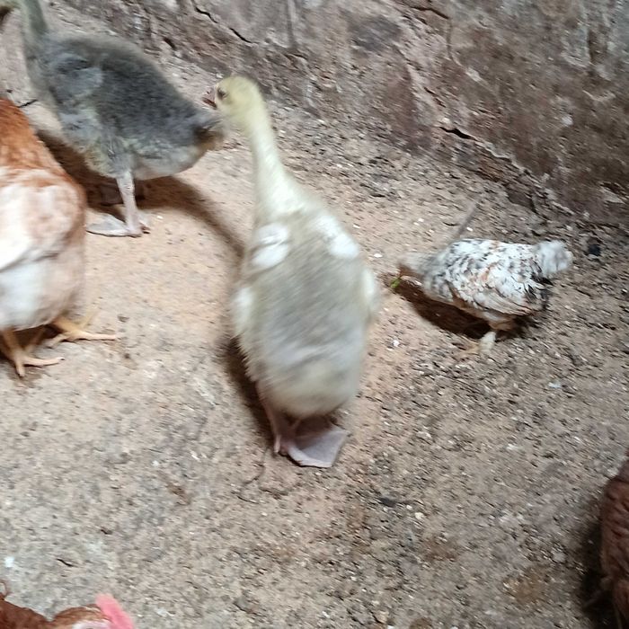 gansos novos / ganso macho branco