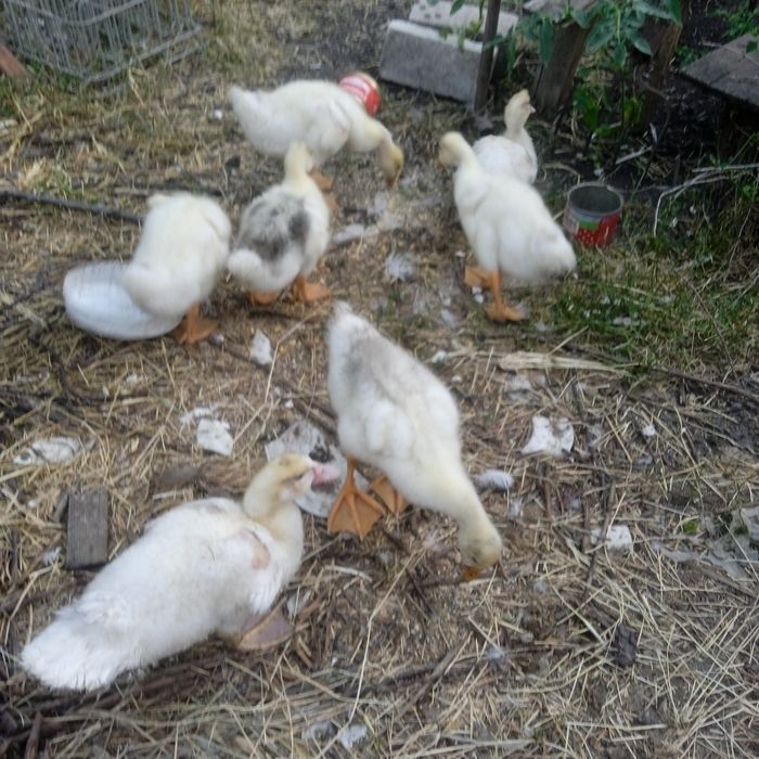 Гуси, качки шипуни