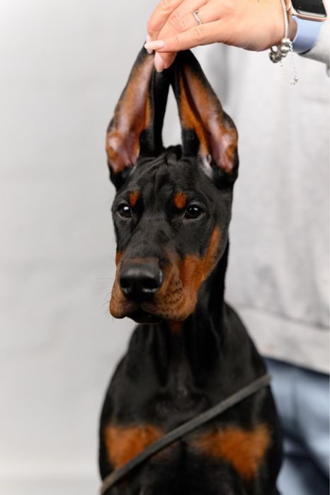 Доберман, найкращий малюк