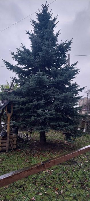 Ялиця срібляста,жива