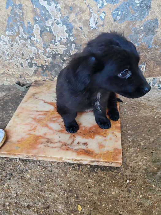 cachorro  Leão para adopção só para moradia e para quem o vacinar