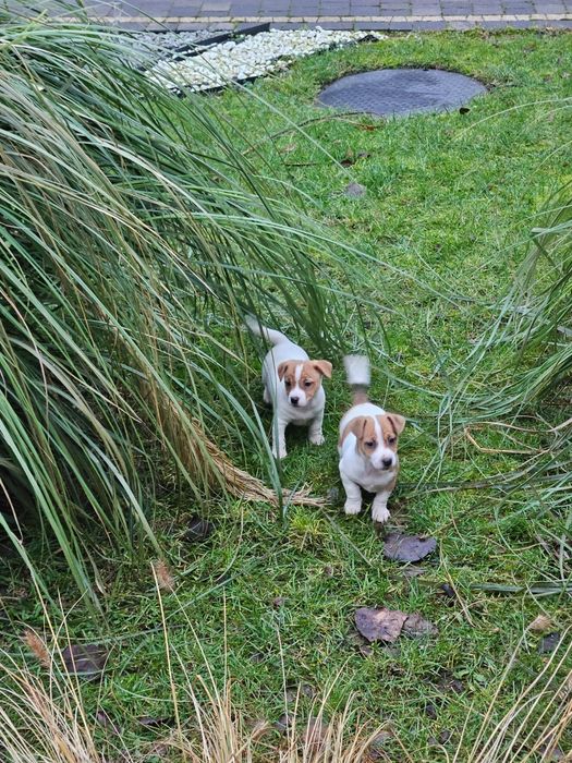 Jack Russell terrier