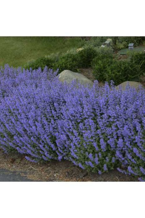 Kocimiętka nepeta purrsian blue doniczka 1.5L