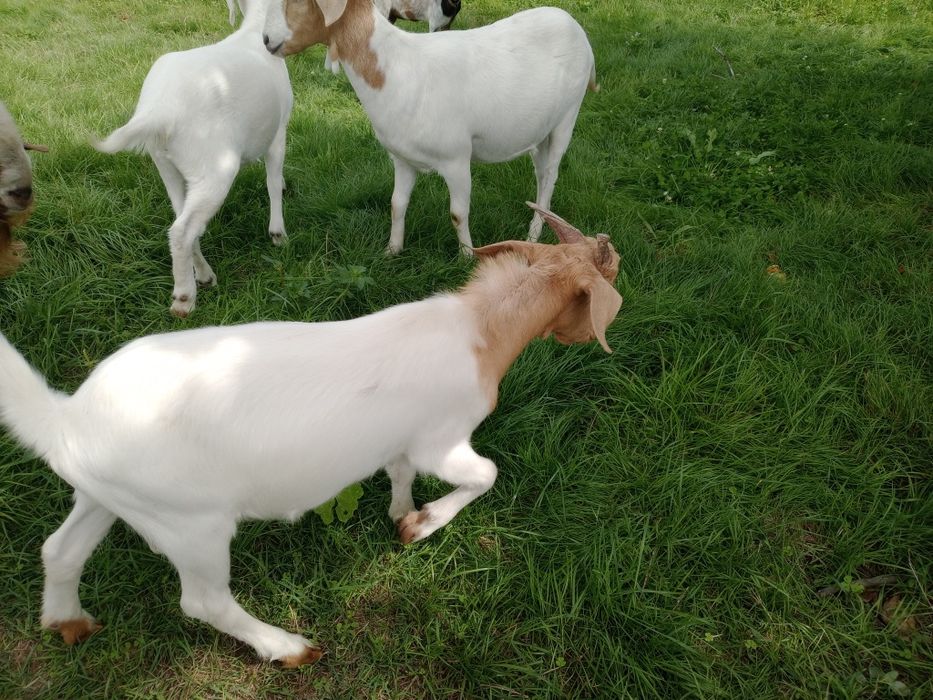 Cabrito cruzado Boer.