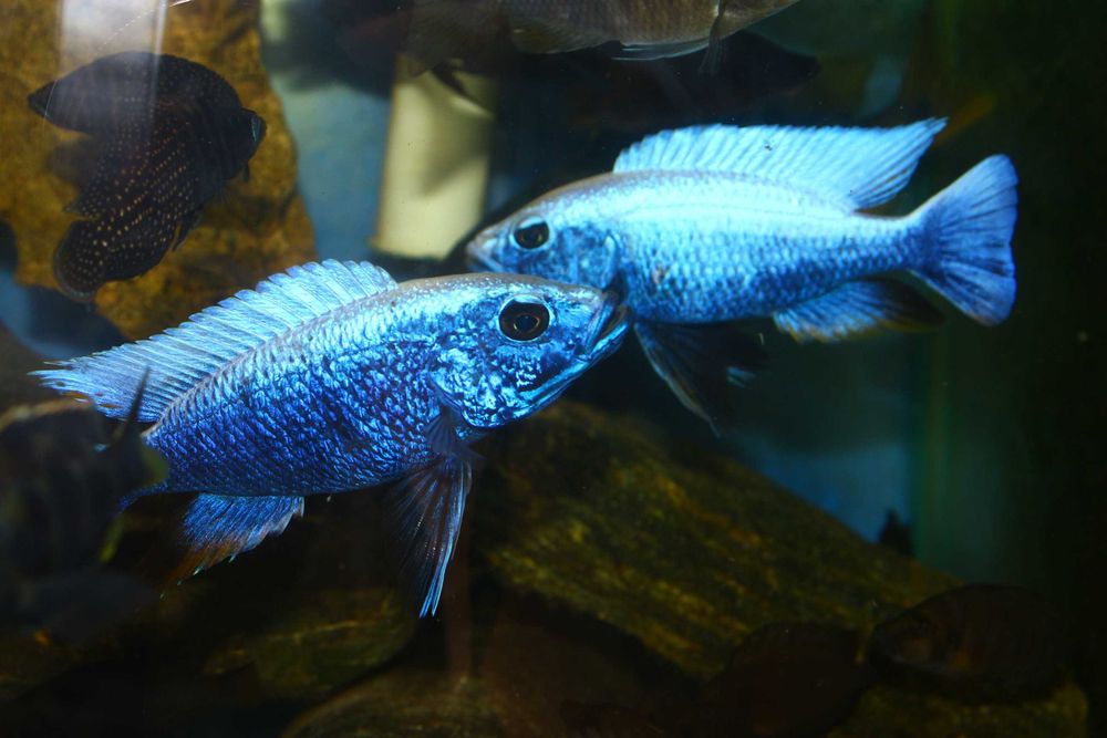 Sciaenochromis fryeri iceberg