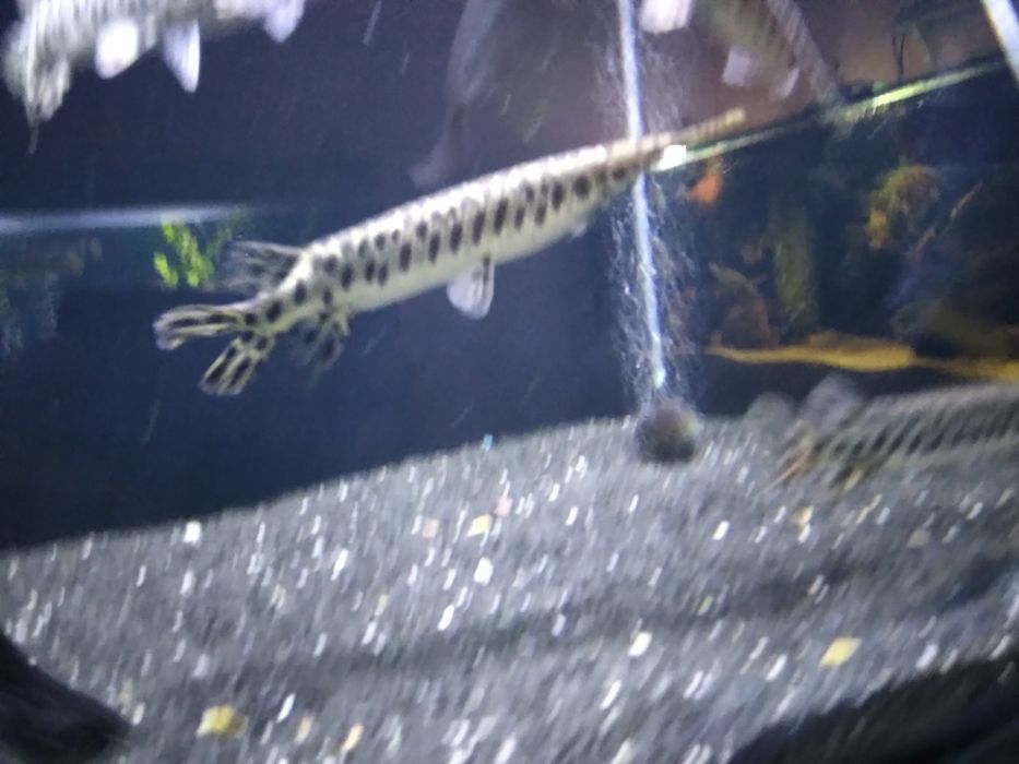 , Niszczuka Plamista  35 - 40 cm