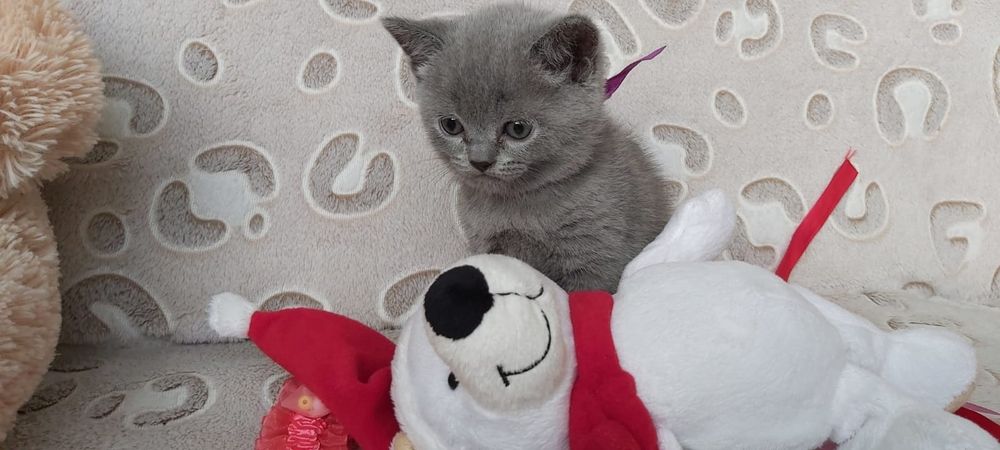 Sprzedam kotki brytyjskie