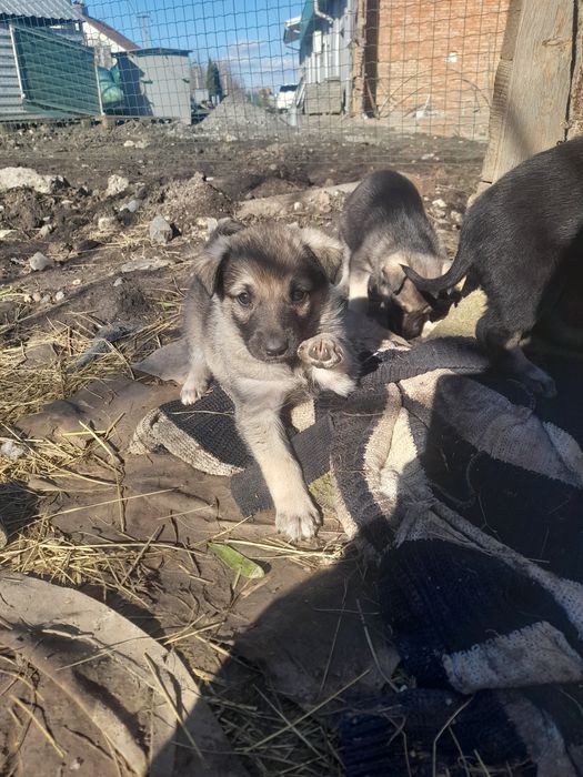 Безкоштовно цуценята