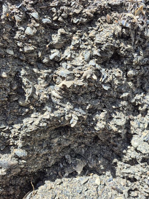 Ракушка / мушля кормова !!!