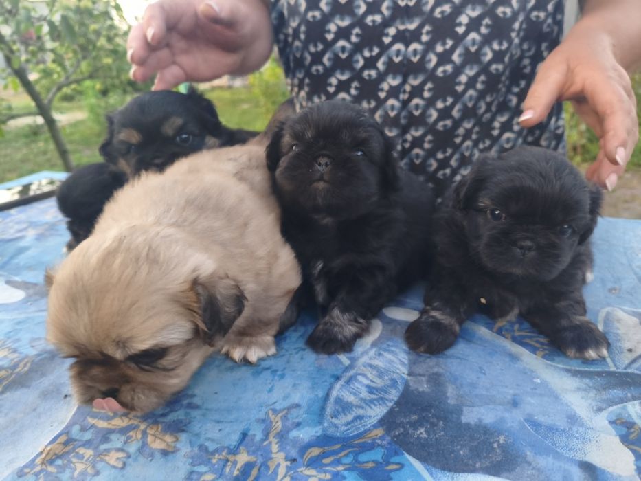 Продажа Пекинесы