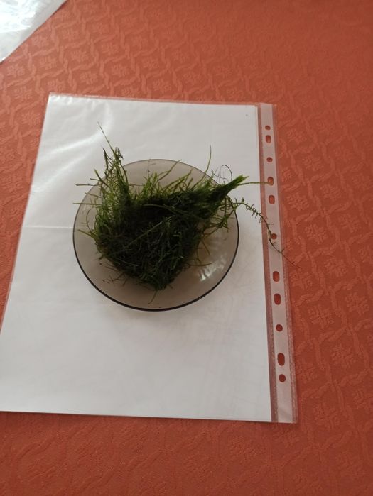 Mech jawajski, czysty, duża porcja.