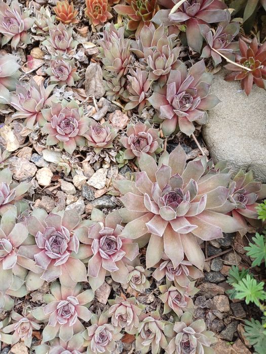 Молодило.Кам'яна троянда