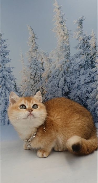 Золота британська шиншилла кошеня