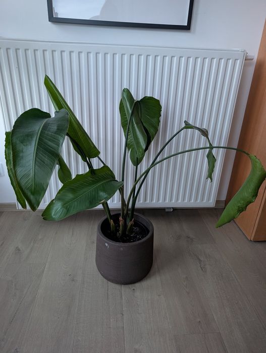 Oddam strelicje 92cm