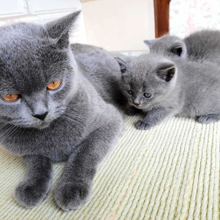 Gatinho fofinho muito querido.