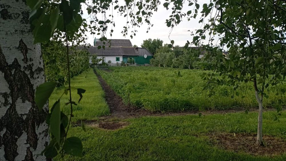 Продам добротну  садибу