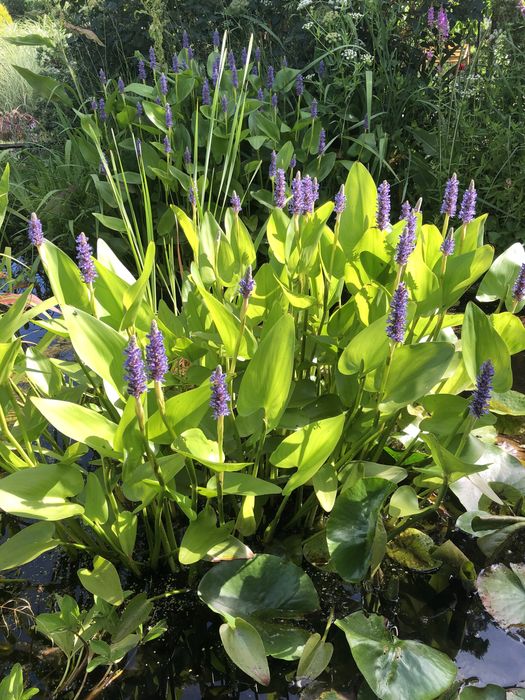 Rośliny wodne do oczka