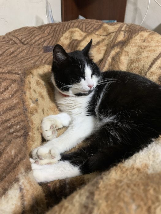 Котик в добрі руки