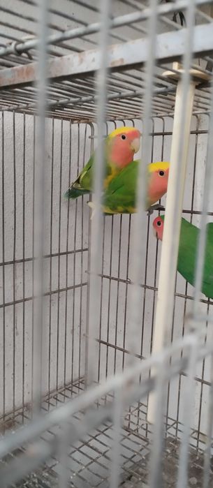 Agapones Longfeather