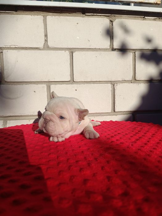 Дівчинка перлинка