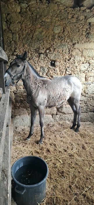 Poldra PSL com 9meses