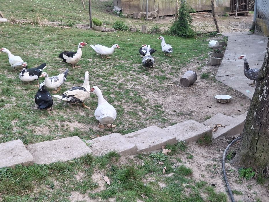 Качки шипуни молоди