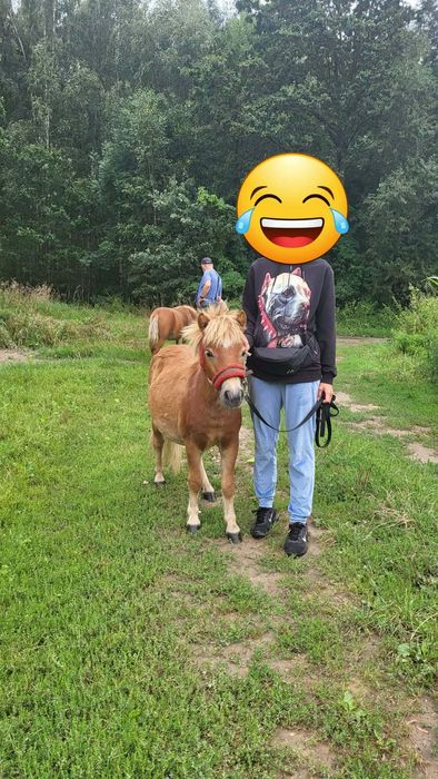 Kucyki  szetlandzkie