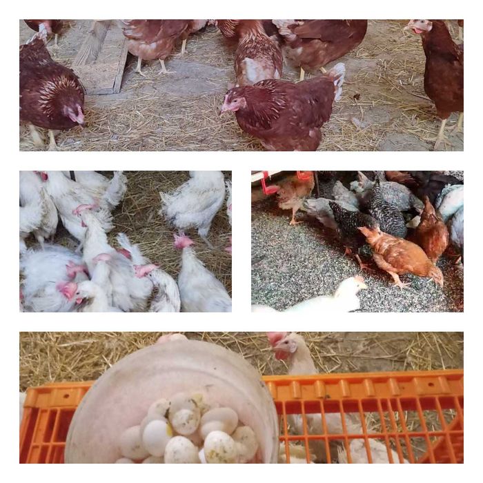 Продам кури несушки! Доставка безкоштовна. Золотоноша!