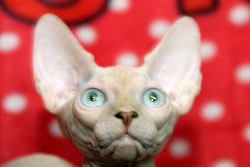 Супер красивые малыши