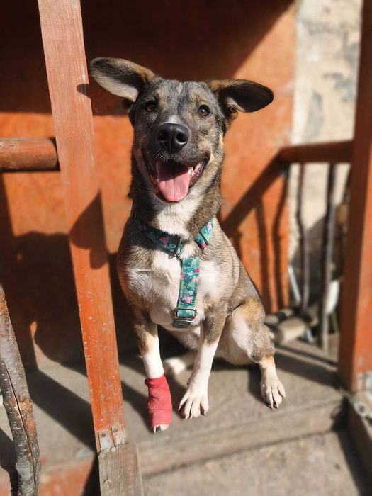 Candy, 6 mcy szczeniak szuka domu